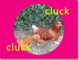 cluck cluck