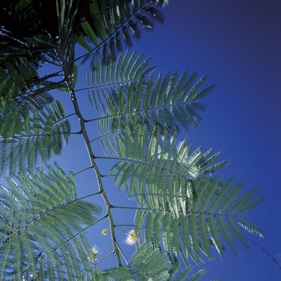 In The Country of Last Images (Eng.)