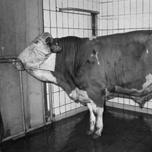 CONTEMPORARY STILL LIFE